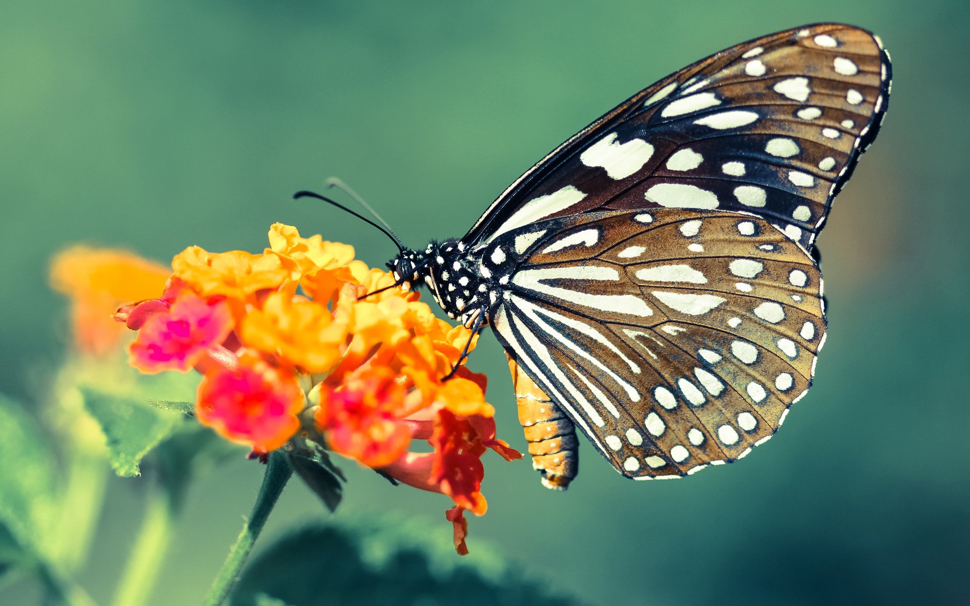 国王外线训练专注三分投射命中率稳定提升,国王队内线