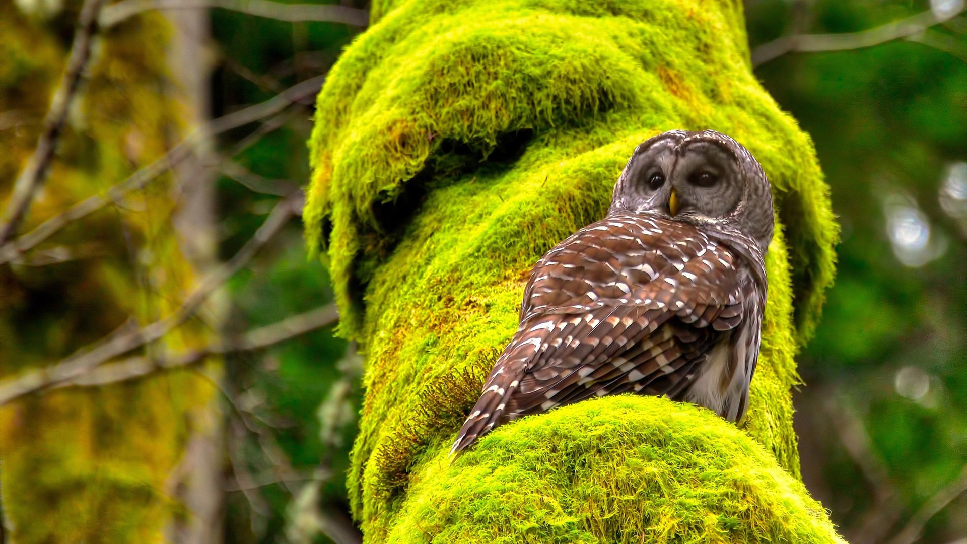大学篮球教练员培训课程注重现代教学理念和方法,篮球教练员岗位培训教材