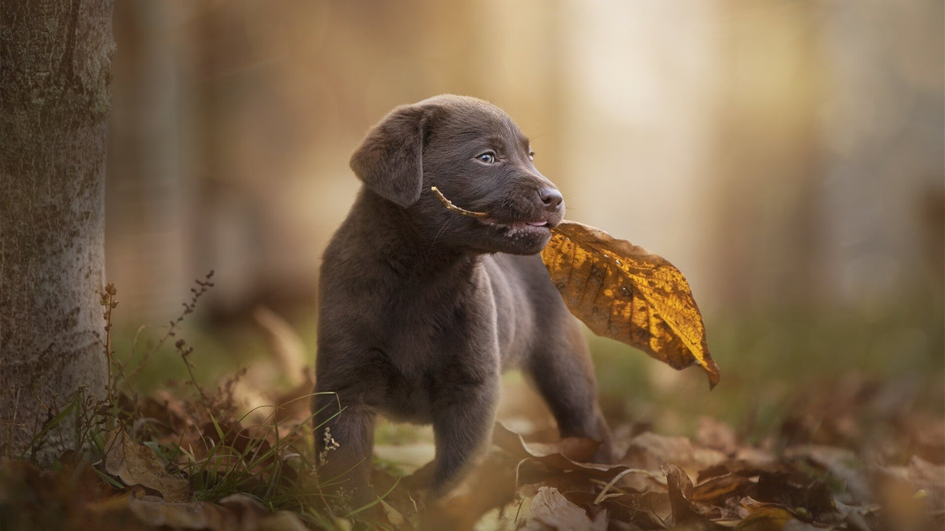希腊水球女队沉着应战险胜,希腊水球女队沉着应战险胜图片