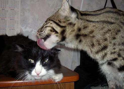 朱婷团队引进国外康复设备提升效率,朱婷医生