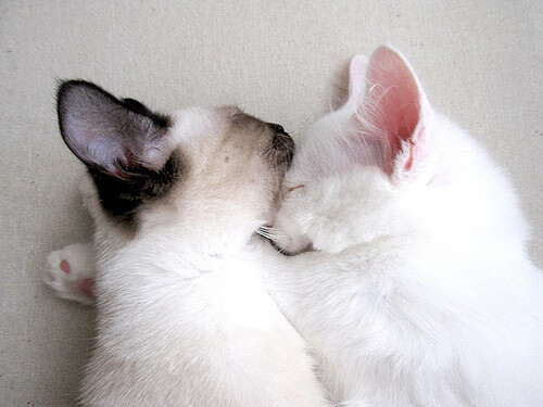 欧洲杯变阵疯狂:策略精彩引爆战场!,欧洲杯迎来结局