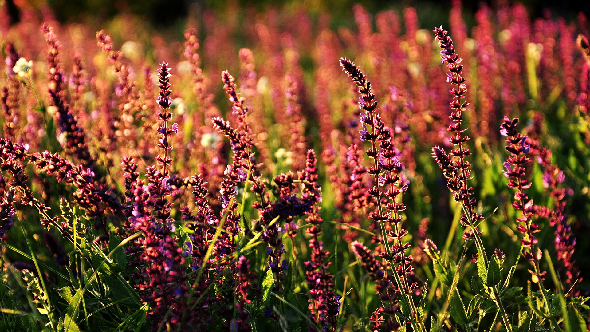 爱游戏体育APP下载-沃尔什蝶泳飞鱼般冲刺震撼全场，沃尔wo