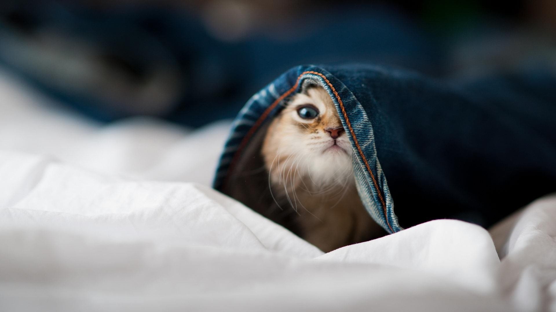 篮球俱乐部社会责任感增强积极参与公益和社区活动,篮球俱乐部活动方案