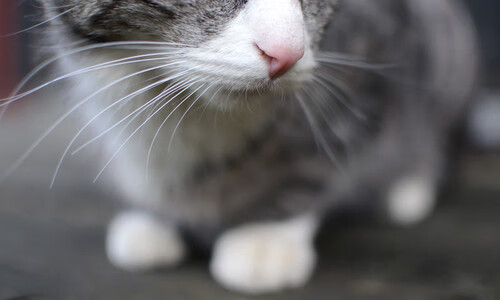 爱游戏 电竞-篮网主教练强调防守强度并非问题，篮网主教练强调防守强度并非问题怎么理解